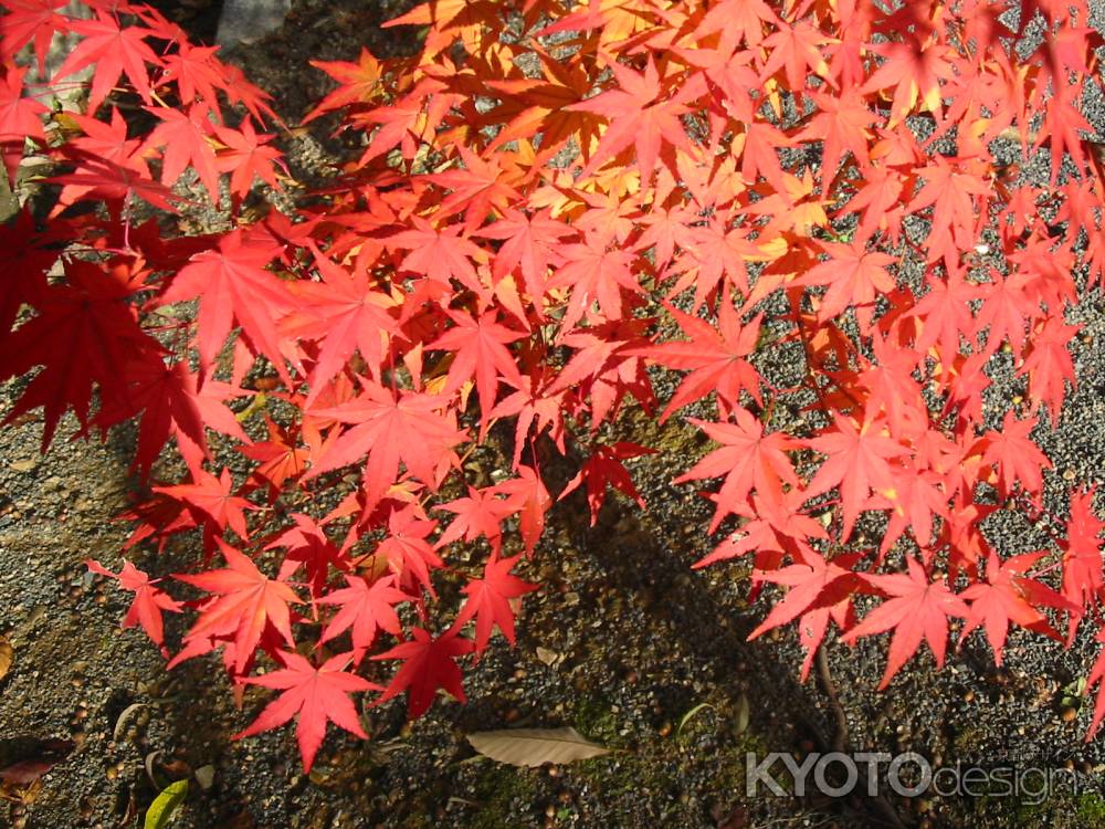 仁和寺庭園の紅葉