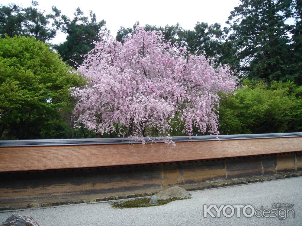 龍安寺の桜