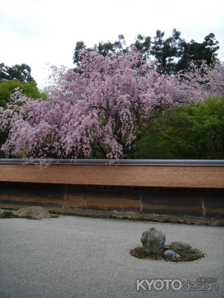 石庭と満開の桜