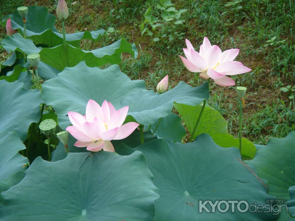 蓮の花とつぼみ