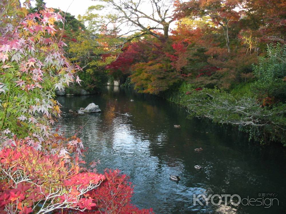 紅葉の永観堂放生池