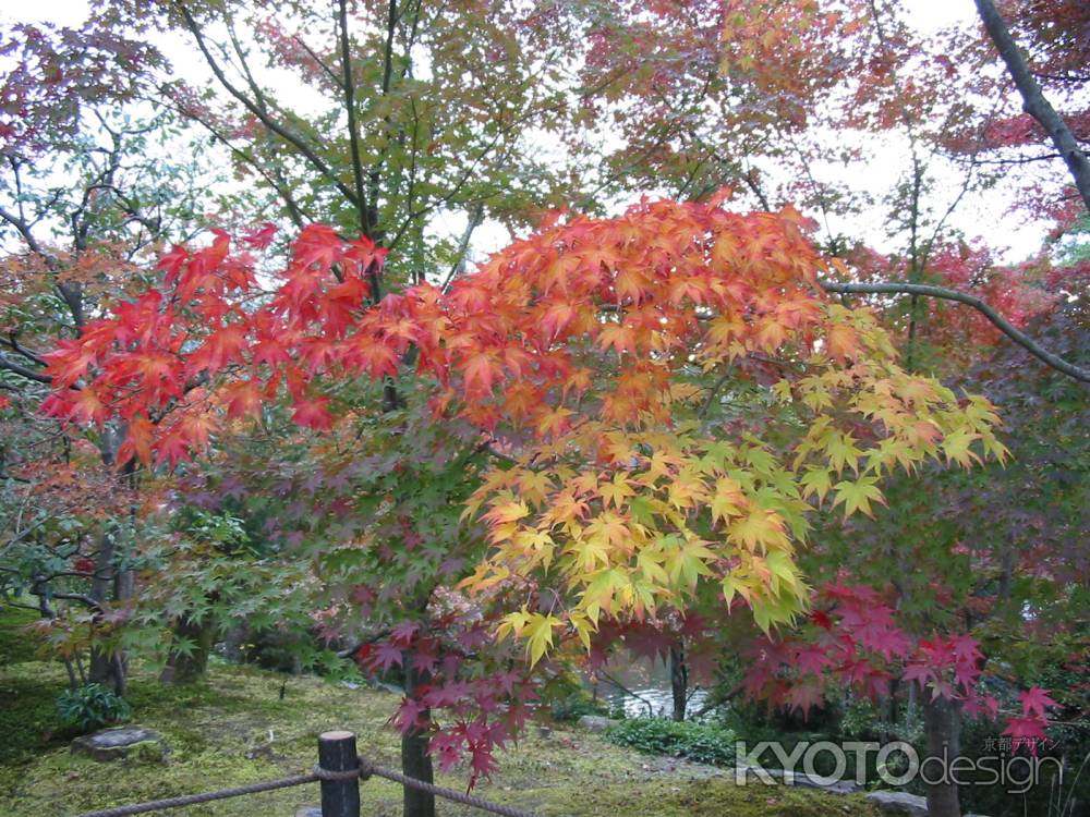 紅葉の永観堂の庭園