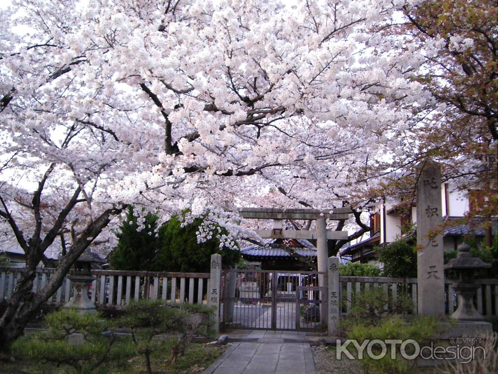 叱枳尼天社の桜