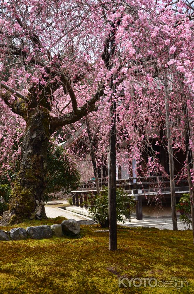 苔寺、春の彩