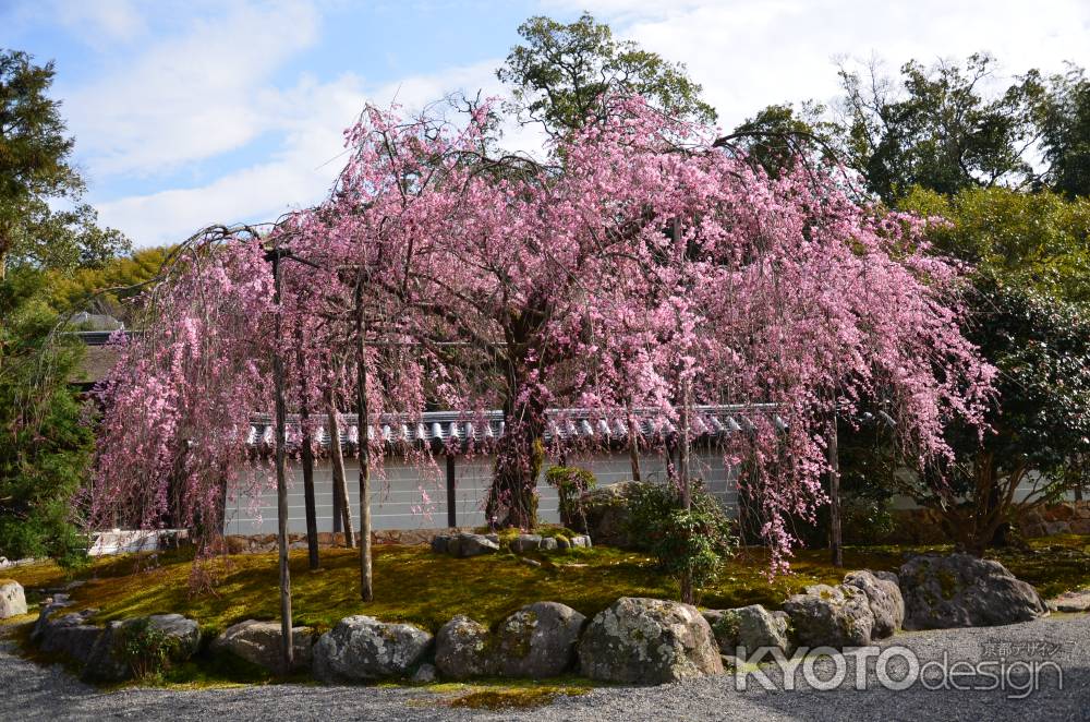 禅寺の桜枝垂れ