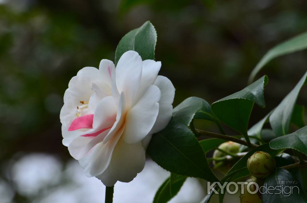 鈴虫寺の花椿