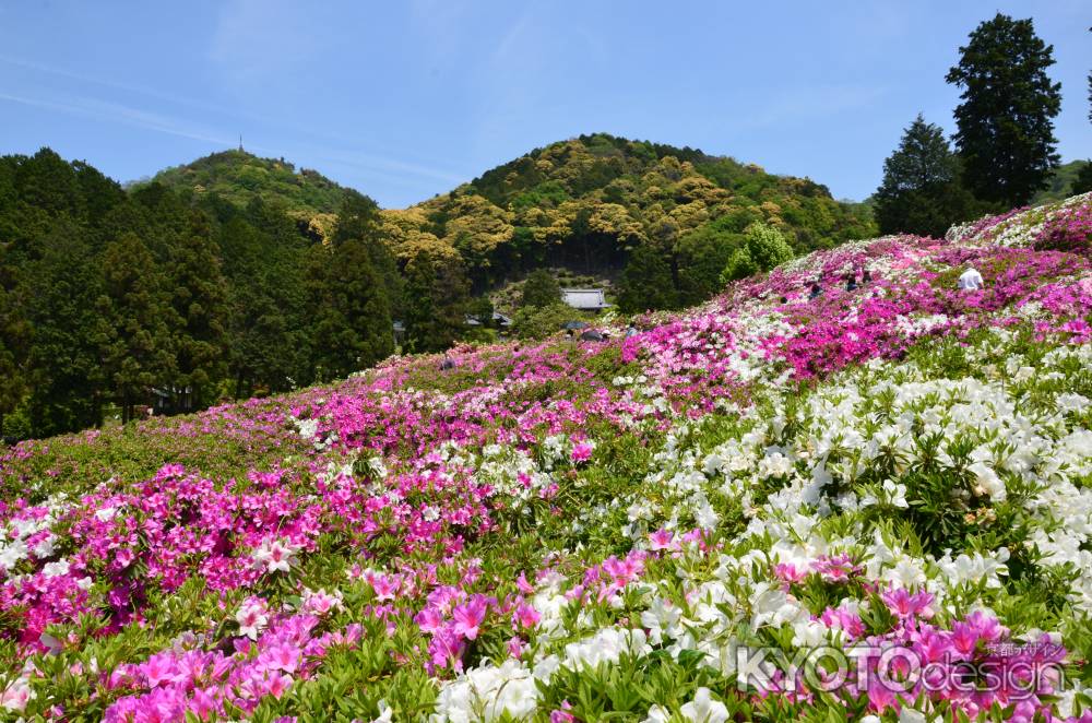 色重ねる平安の山