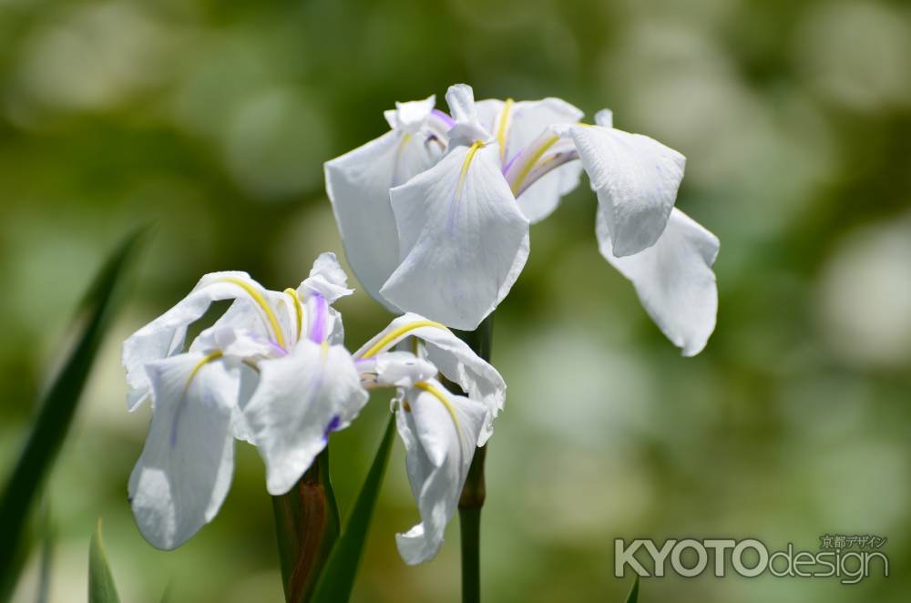 氷室の池、清楚に