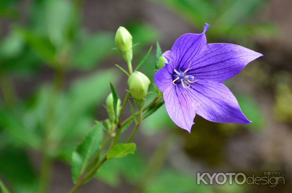 枯山水の紫花