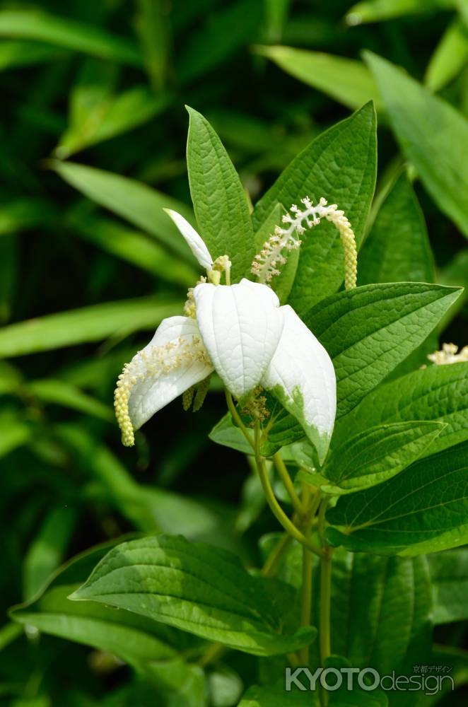 苔の庭、夏化粧