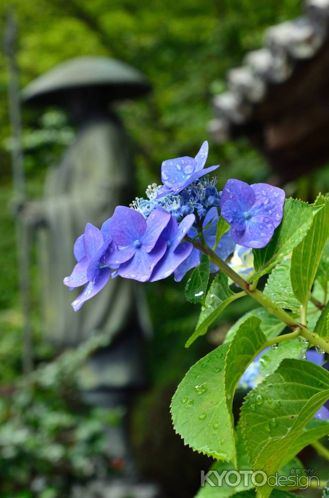 西山、雨と紫の花