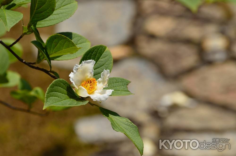 禅寺の一日花