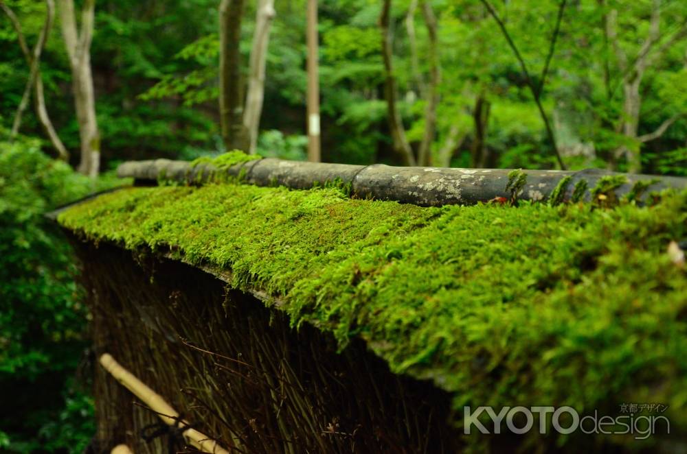 苔生す名刹