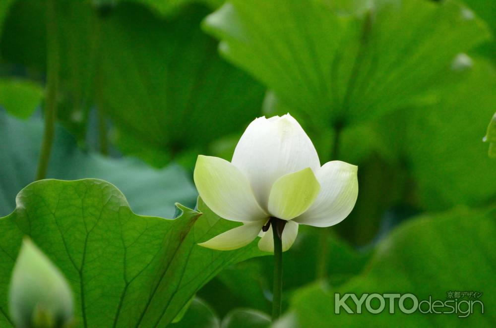 水辺より、彩を