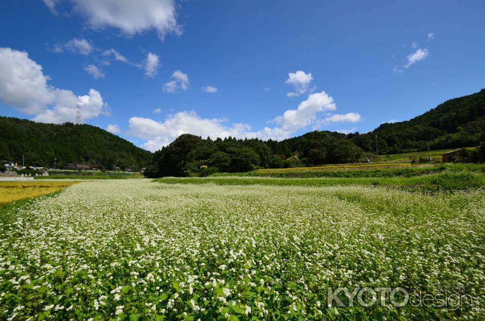 白花に染まる里の山