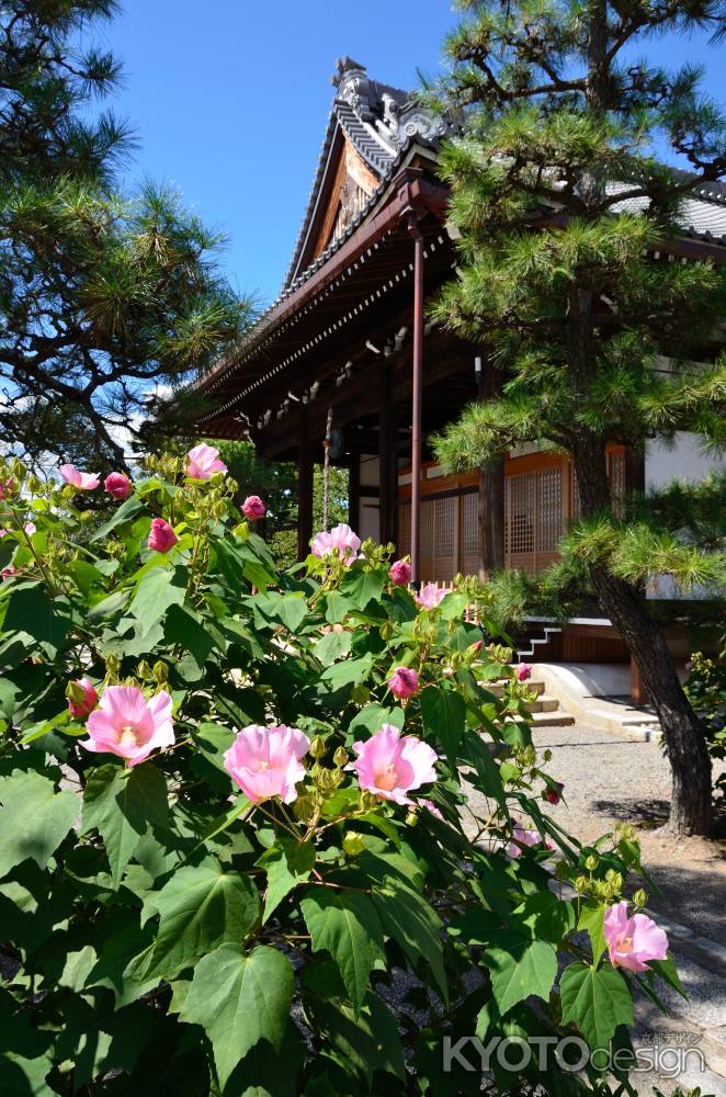 芙蓉彩る卯木山