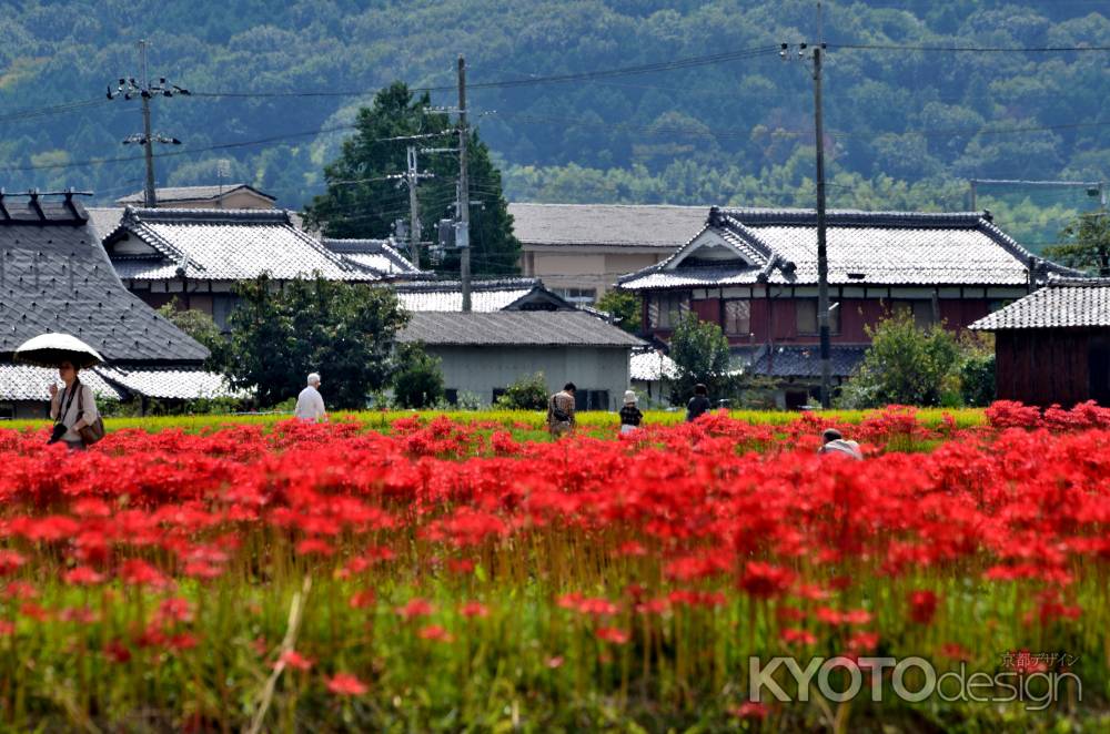 丹波、朱に染まる