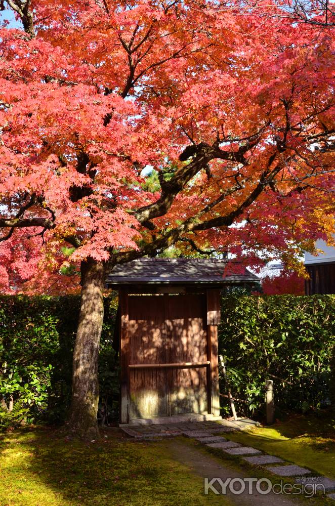 酬恩庵の紅い葉