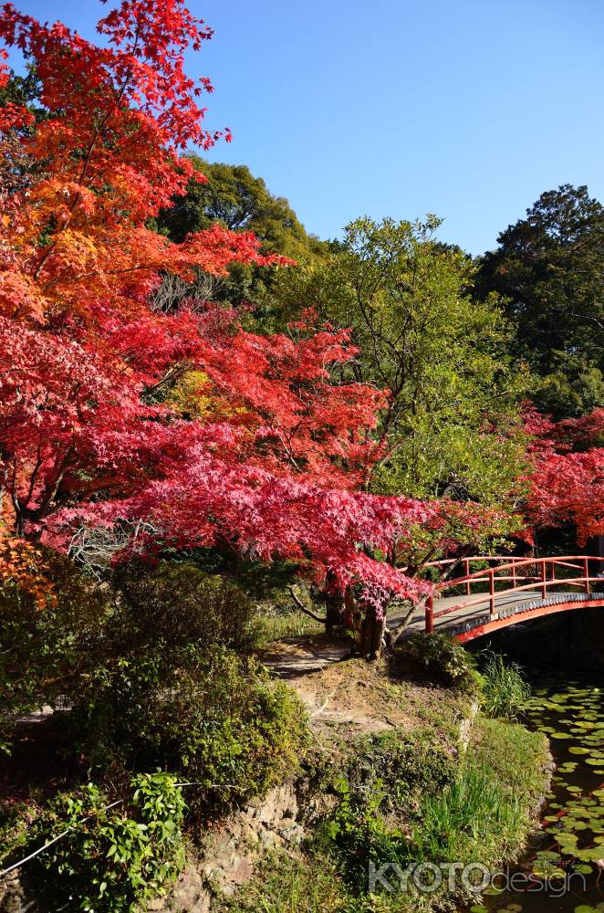 彩深める京春日