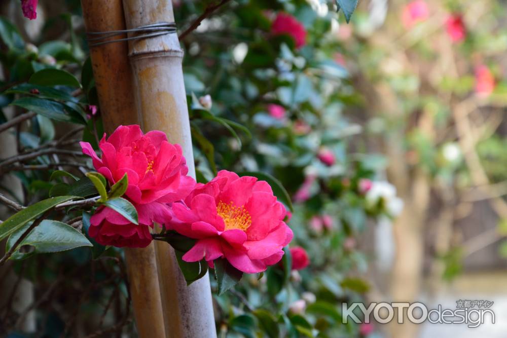 禅寺、冬の朱