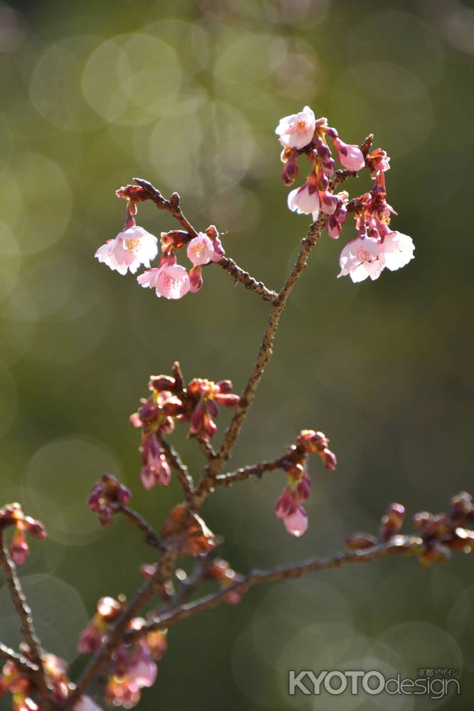 小田原山、春節の桜