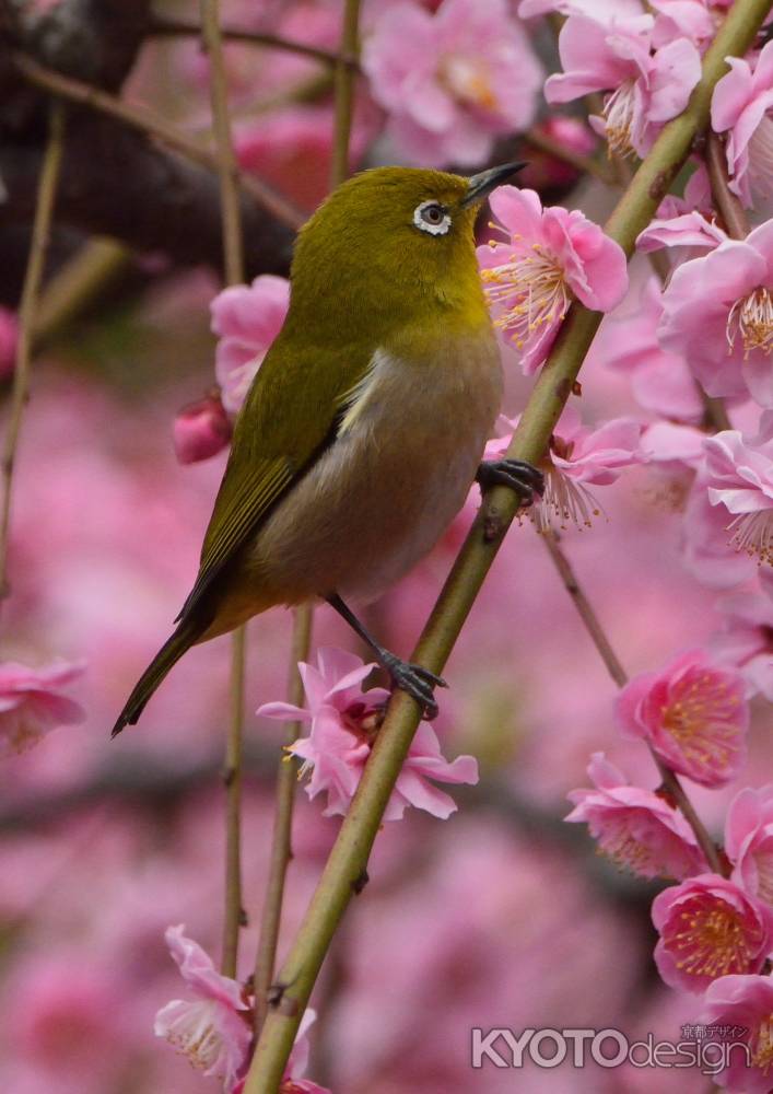 春の香りに誘われて