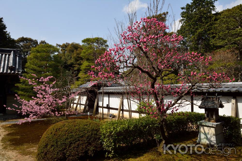 春、東山の愉しみ