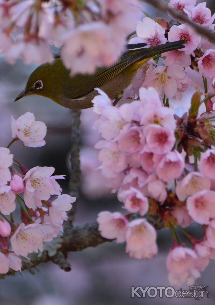 醍醐の愉しみ