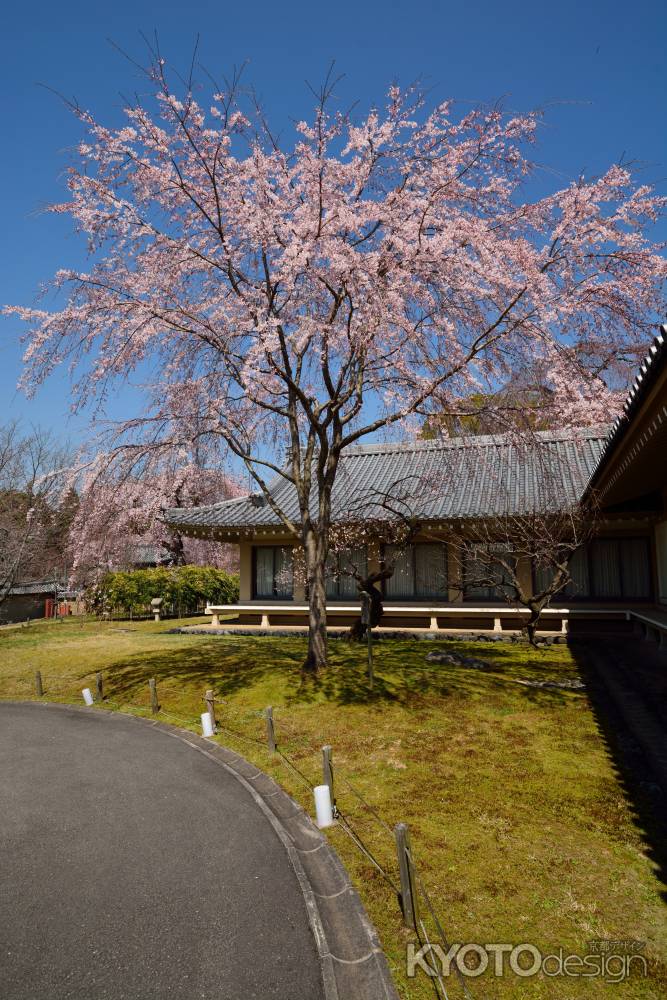 宝見守る枝垂れの桜