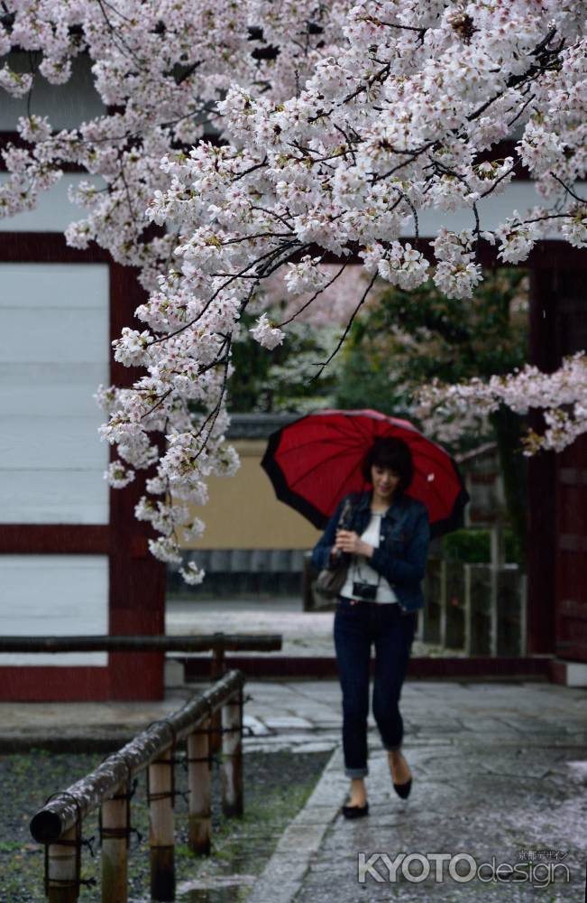 卯月雨、桜色