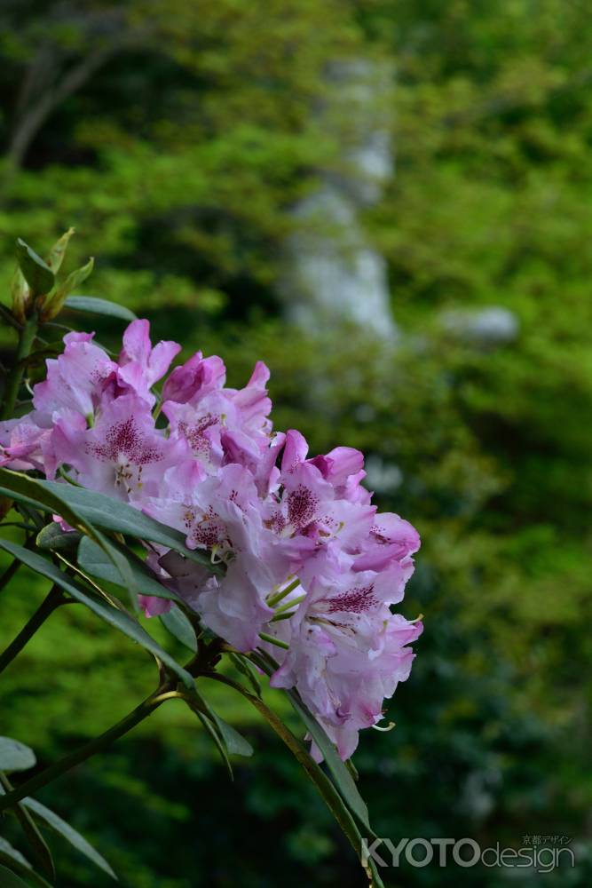 石楠花の想い出