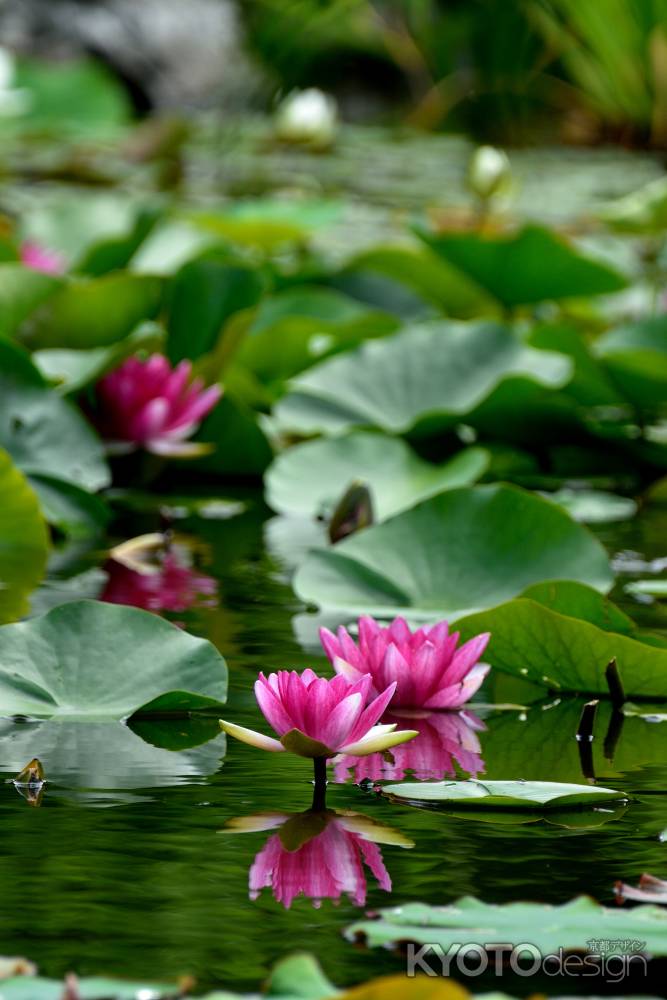 氷池園の花化粧