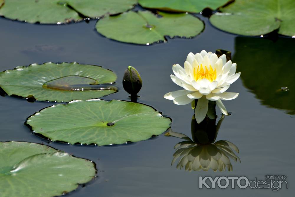 水面の純潔