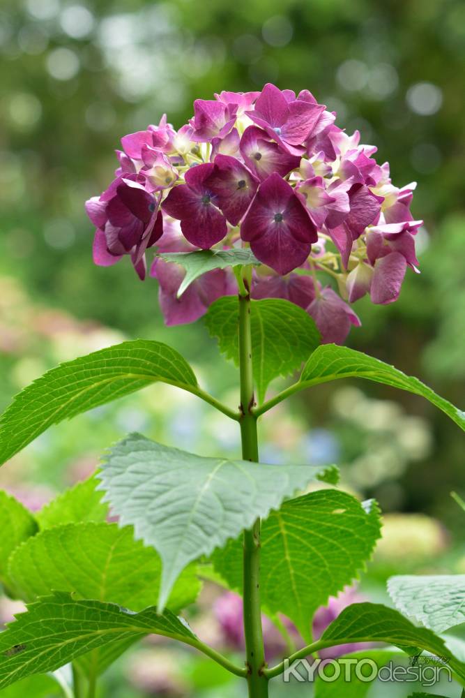 水湧く寺の紫の花