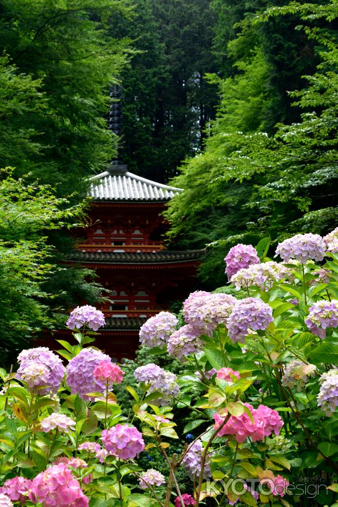 当尾の花巡り