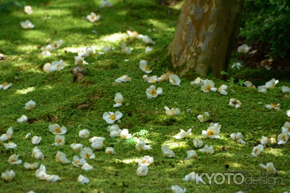 嵯峨、儚き白花