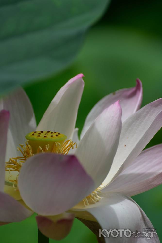 花弁、豊かに