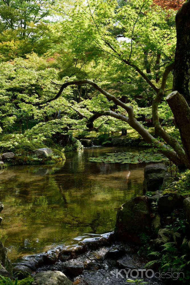 青葉、水豊かに