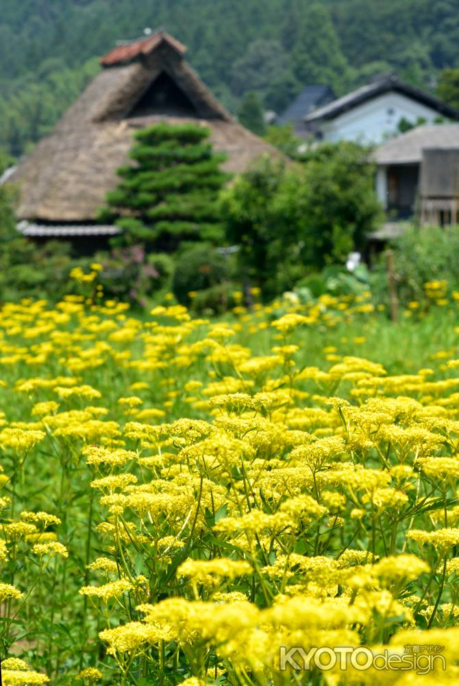 宕陰、夏の原風景