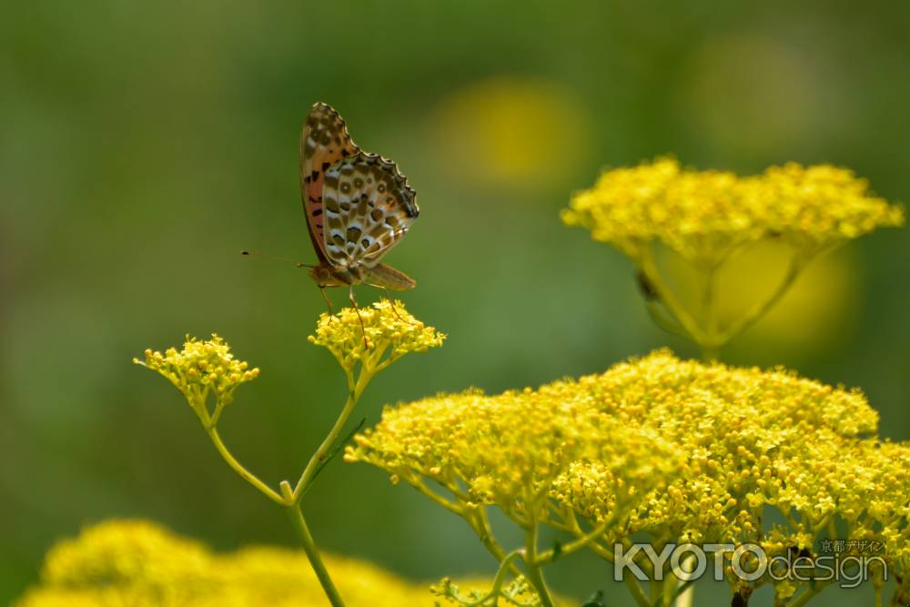 お盆の花選び