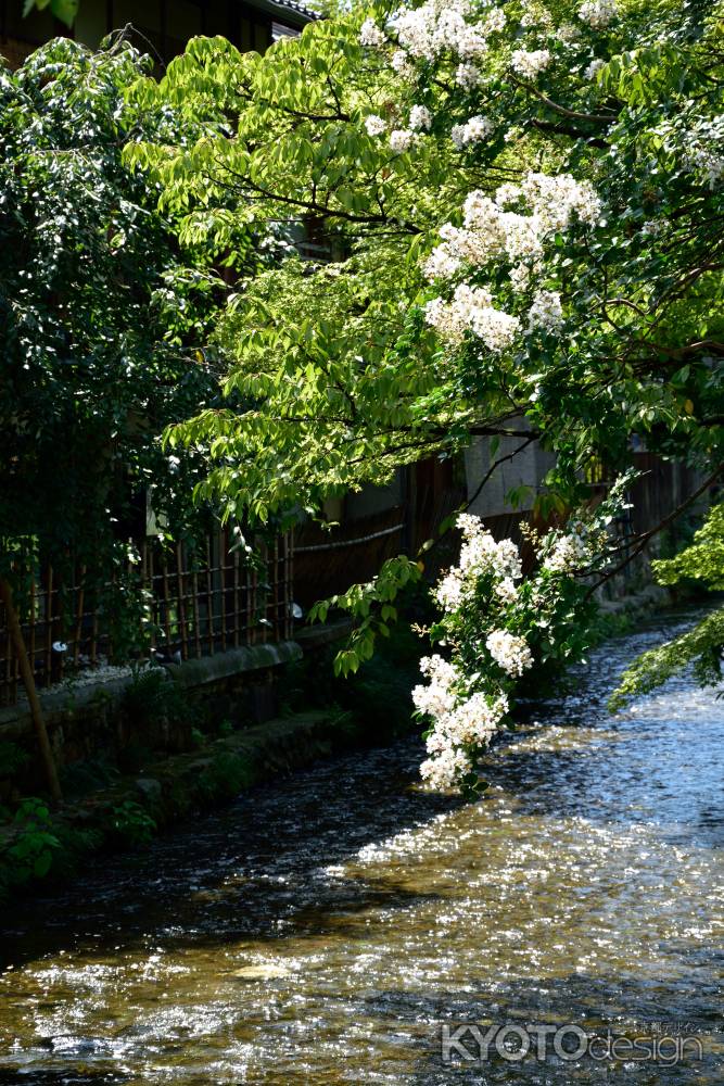 辰巳橋、夏の涼花