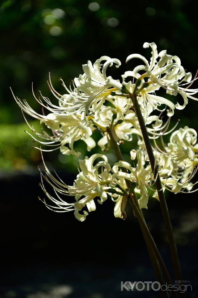 天上の白花