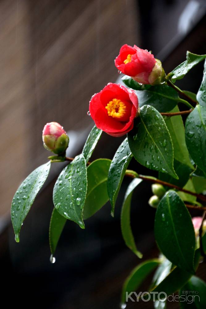 雨の紅かんざし