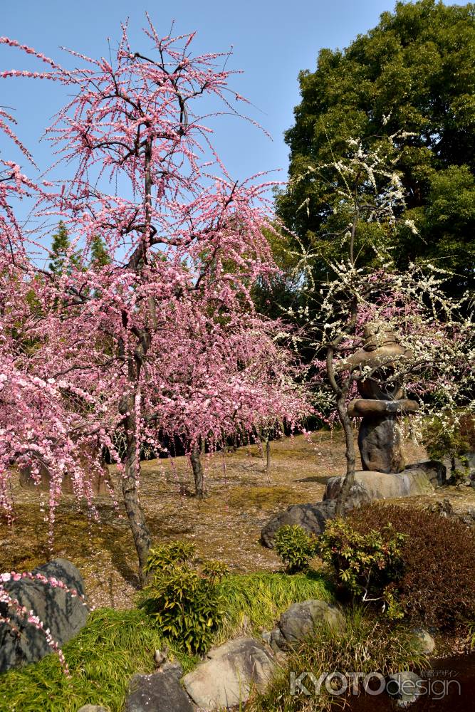 花盛る社