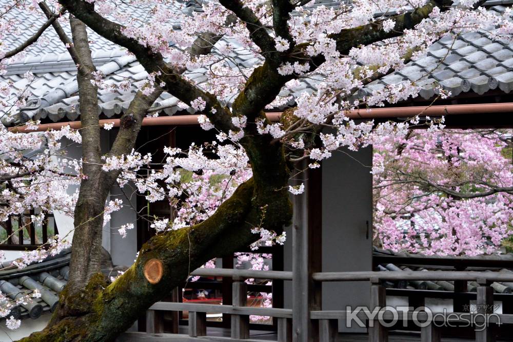 桜伽藍