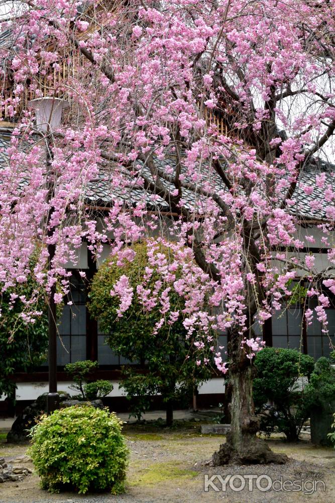 西陣、桜織り