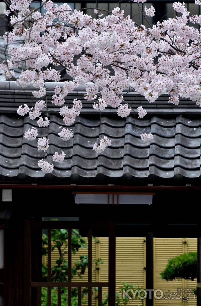 寺之内　桜飾り