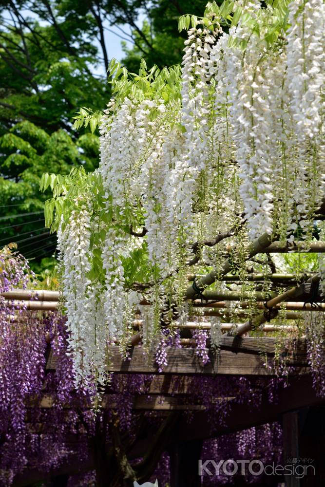 鳥羽の花祭り