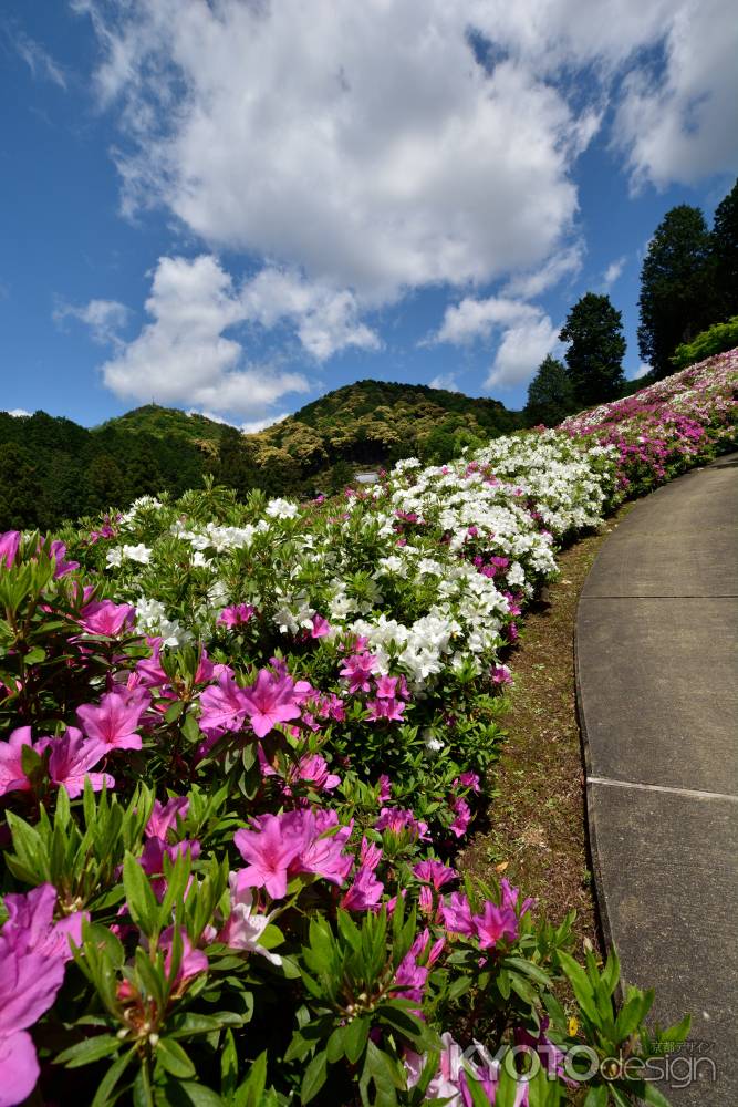 華やぐ明星山