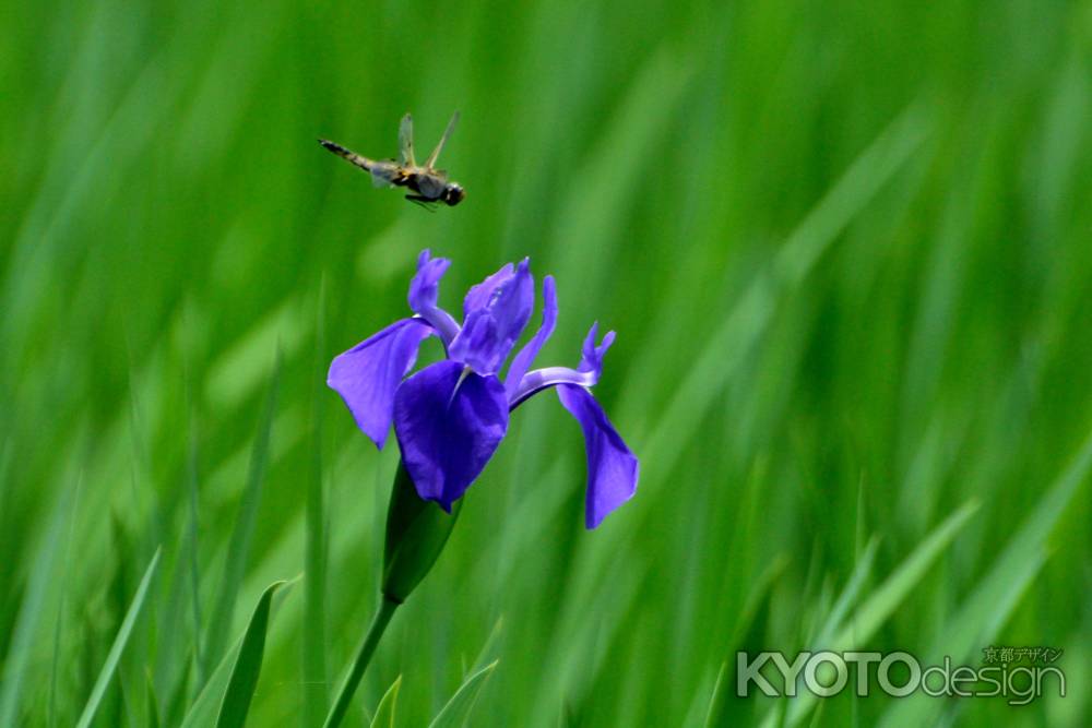 水辺の花めぐり